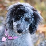 Xena the Poodle Puppy