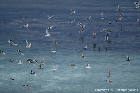 Herring and Seagulls on Vancouver Island