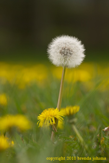 Finding Simplicity and Beauty in the Ordinary