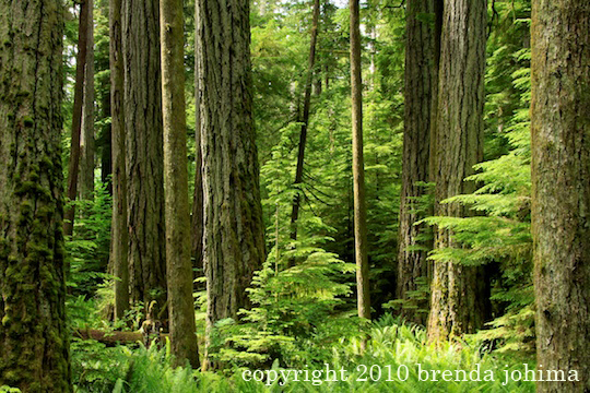 Old Growth Forest on Vancouver Island