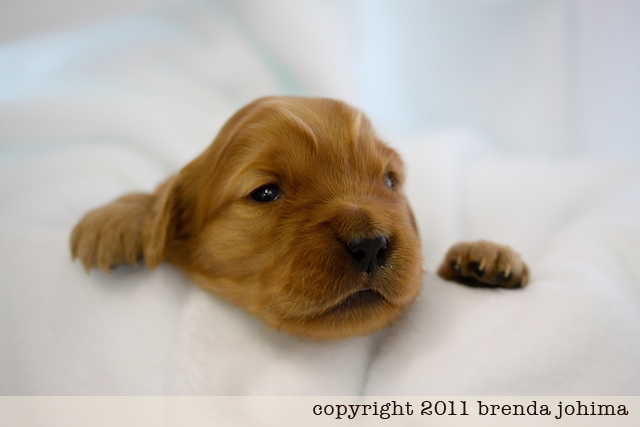 Cute Puppy Alert (Lovingly Called “The Runt”)