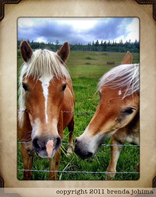 Camera+ iPhone Photography App and Horses