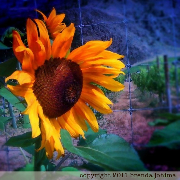 Sunflowers in Keremeos : iPhoneography