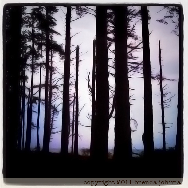 Forest Silhouette