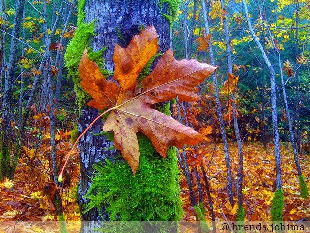 Nature Creates ART : I Just Show Up