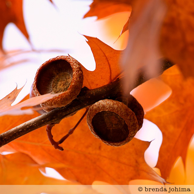 Orange Fall Colors