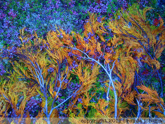 Stunning Fall Colors in the Comox Valley : Mount Washington