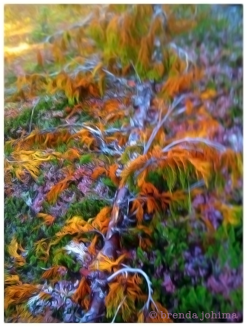 Nature in Color : Death Brings Rebirth