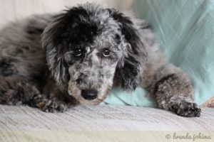 Xena the Poodle Puppy