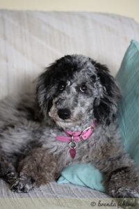 Xena the Poodle Puppy
