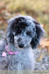 Xena the Poodle Puppy