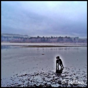 xena johima poodle in fanny bay bc