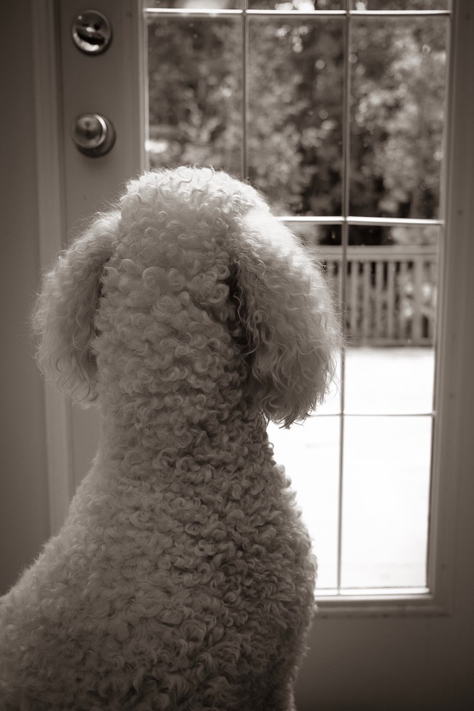 standard poodle looking out of french door windows on a rainy day
