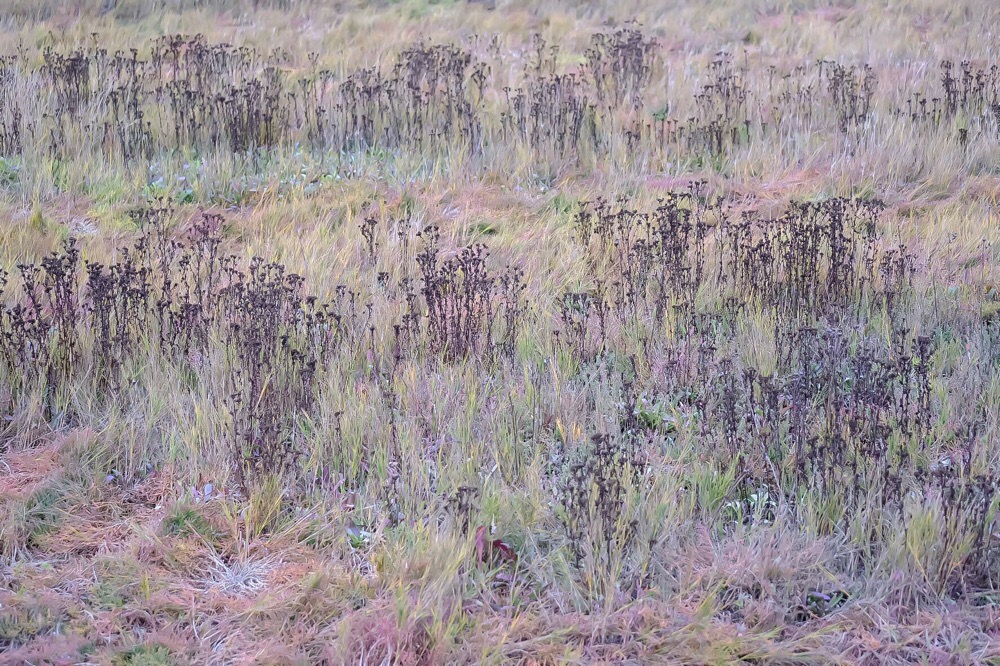Almost a Painting