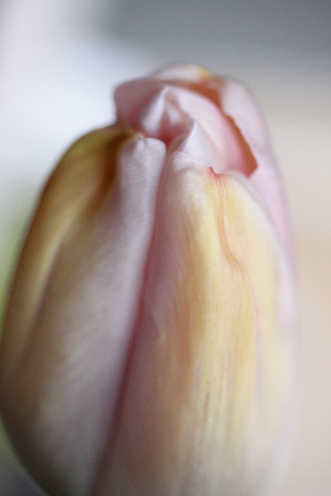 Bloom Where You Are Planted