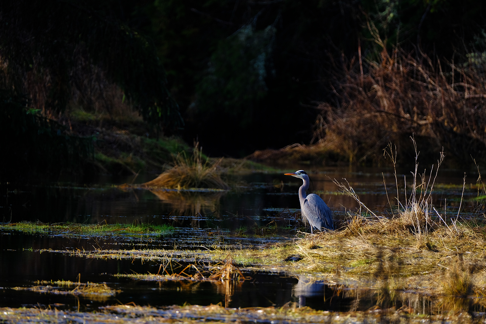 Great Blue Heron
