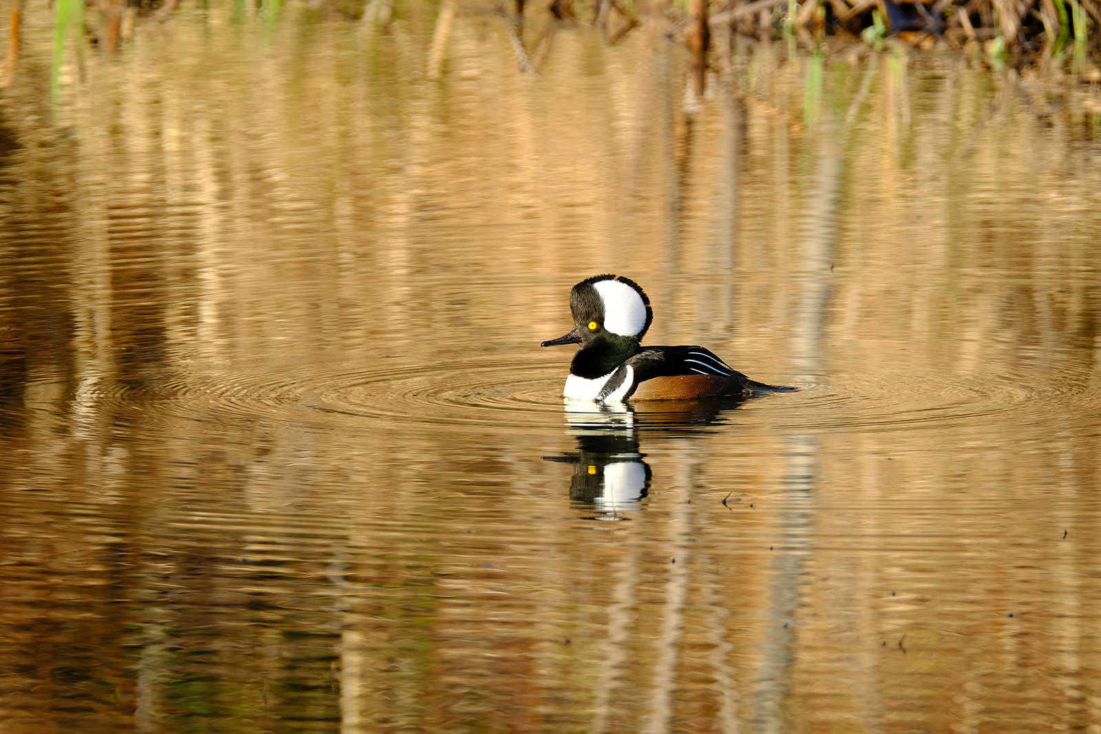Male Hooded Merganser
