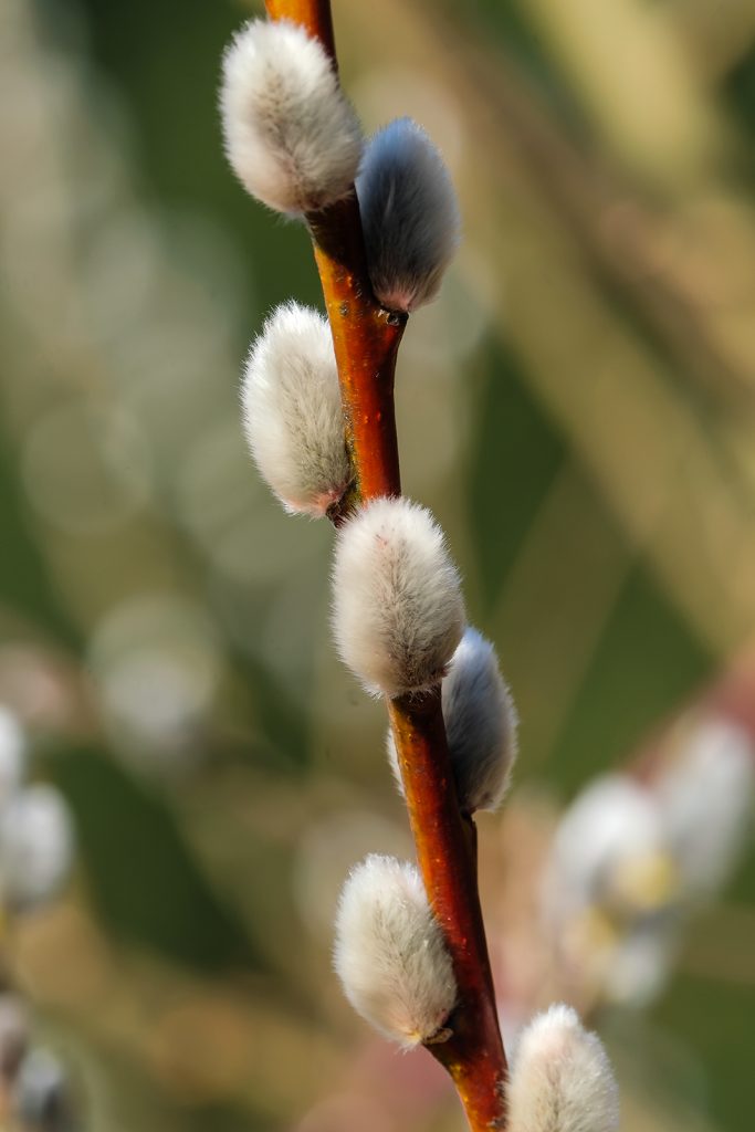 Salix discolor (pussy willow)