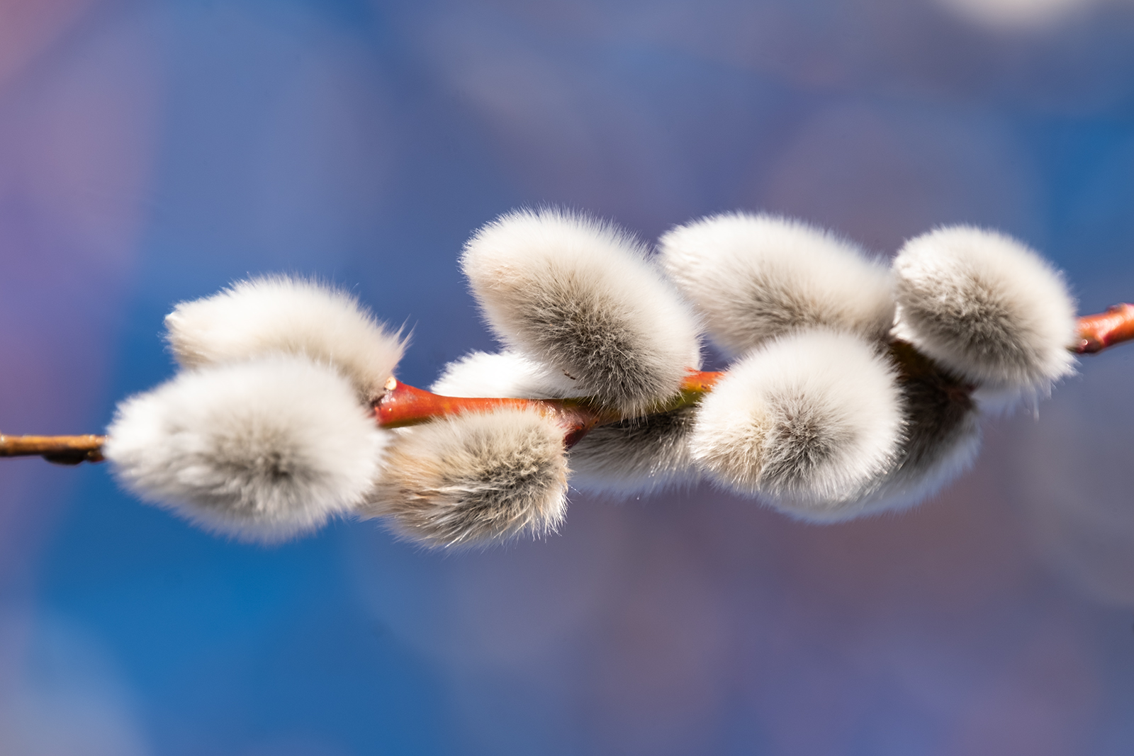 Spring Is On The Way