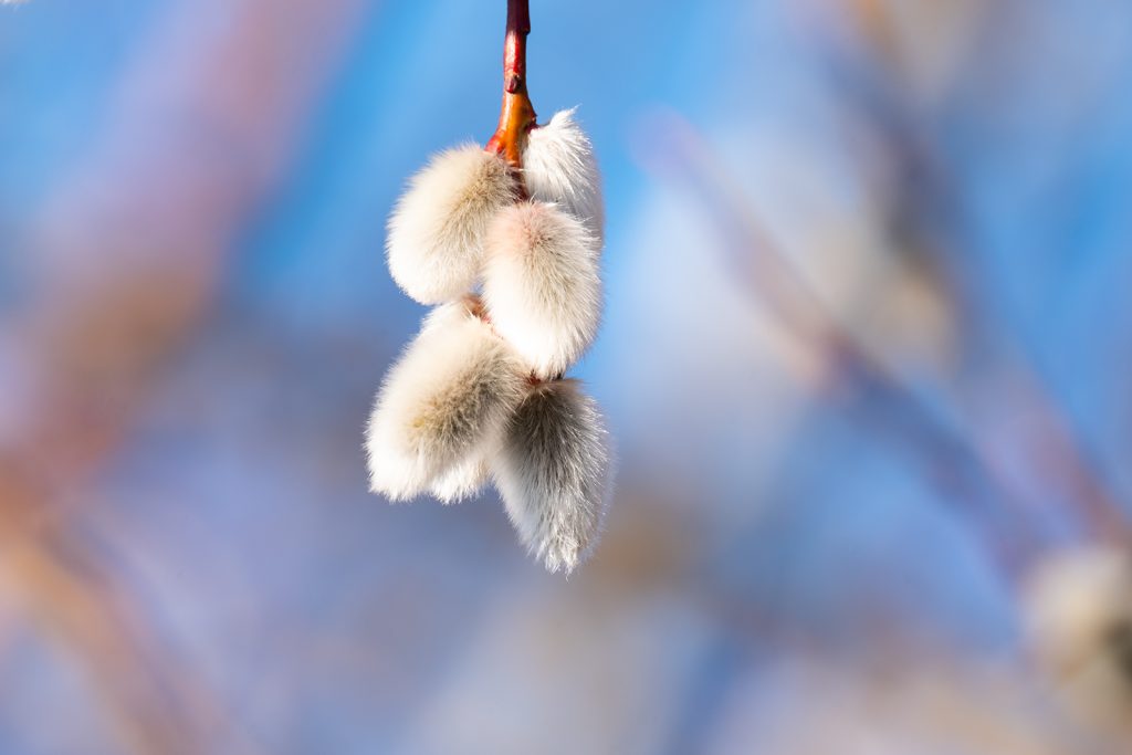 photograph of pussy willow