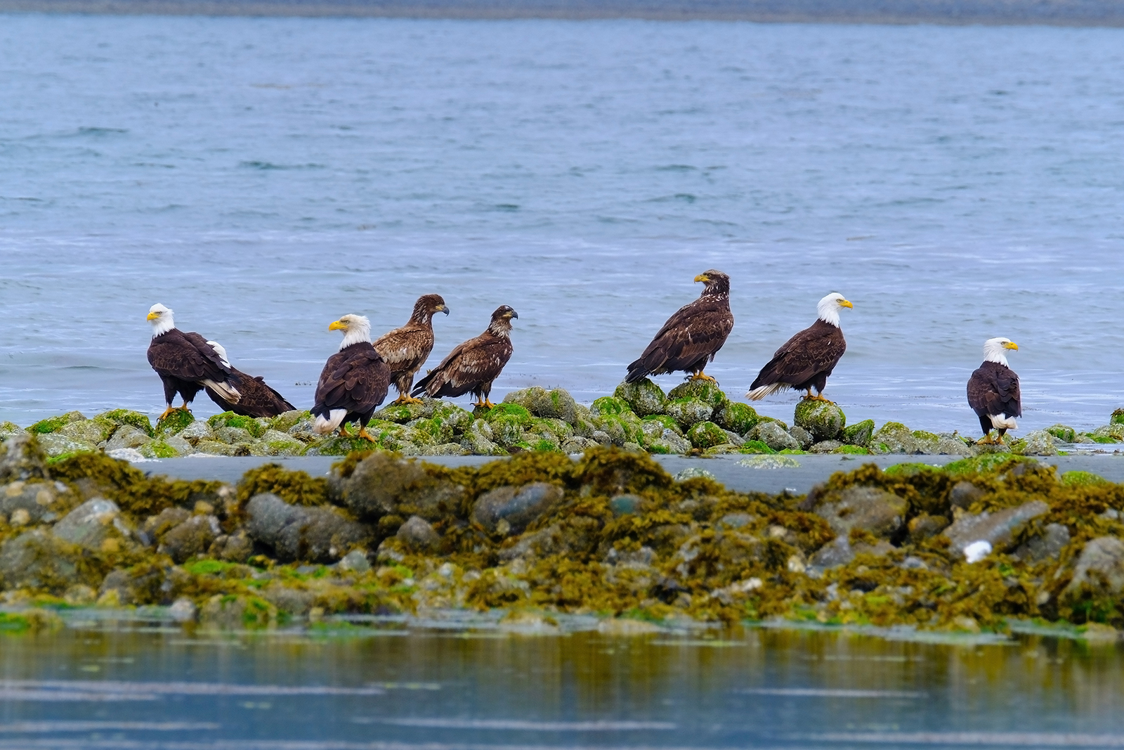 Families of Bald Eagles Hunting on Vancouver Island